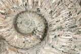 Tractor Ammonite (Douvilleiceras) Fossil - Monster Specimen! #207432-1